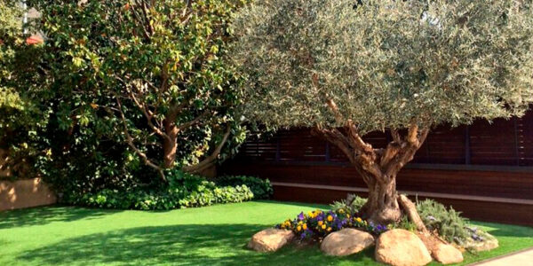 https://www.oliviers-centenaires.com/planter-un-olivier-en-pleine-terre-ou-quand-et-comment