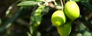  ¿Cómo preparar el árbol antes de plantarlo?