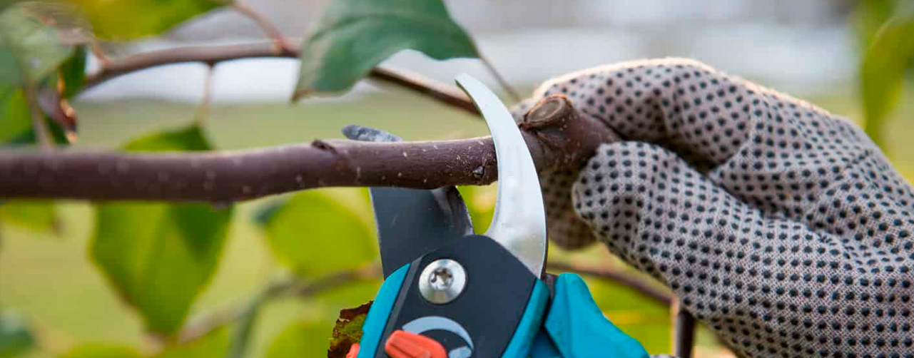 Podar un árbol es beneficioso tanto para su salud como para su desarrollo