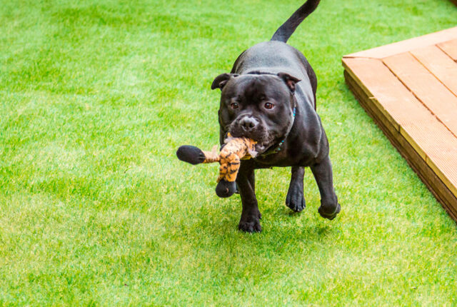 Beneficios del césped artificial para mascotas