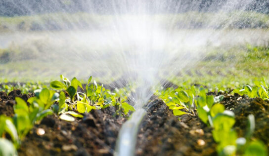 Sistemas de riego para césped