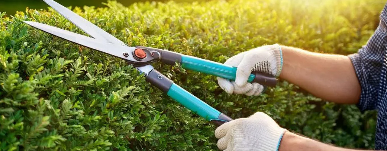 Errores frecuentes que reducen la vida útil del jardín Errores frecuentes que reducen la vida útil del jardín